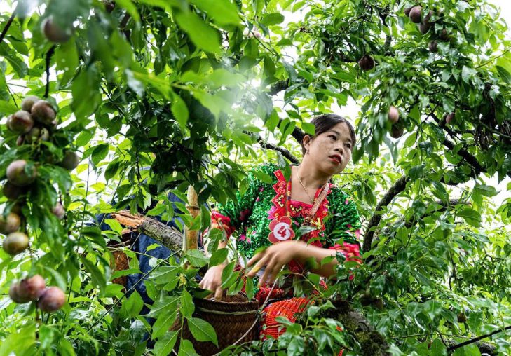 Ngày hội hái quả mận hậu Mộc Châu lần thứ X – Thảo Nguyên 2026